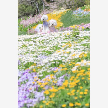 高橋 透（Coo&Sea STUDIO代表）が出張撮影した「大花壇de撮影会／春＠横浜」の家族写真