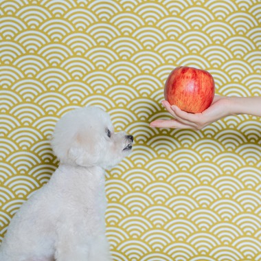 松嵜直斗が出張撮影した「ペットフォト」の家族写真