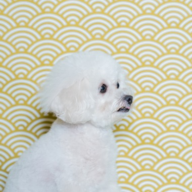 松嵜直斗が出張撮影した「ペットフォト」の家族写真