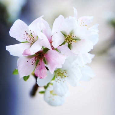 舞が撮影した「自然」の写真