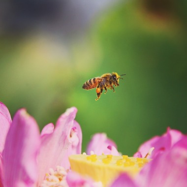 舞が撮影した「自然」の写真