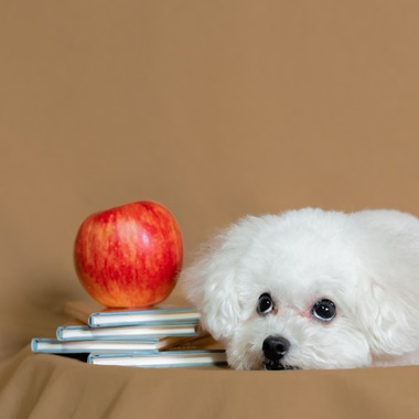 松嵜直斗が出張撮影した「ペットフォト」の家族写真