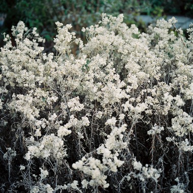 森田寫眞館が撮影した「N.Y」の写真