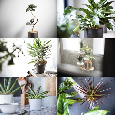 吉田寿仁が撮影した「植物撮影」の写真