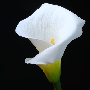 株式会社 See Hopeが撮影した「生花」の写真