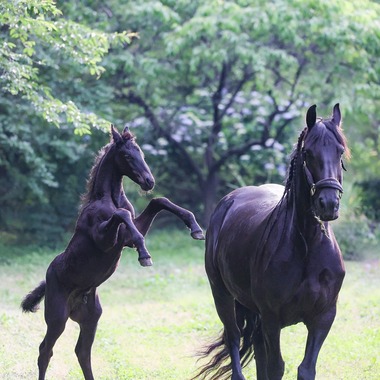 株式会社Neo-Smile 「locationbreeze」高橋 徹が出張撮影した「ペット動物など」の家族写真