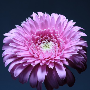 株式会社 See Hopeが撮影した「生花」の写真