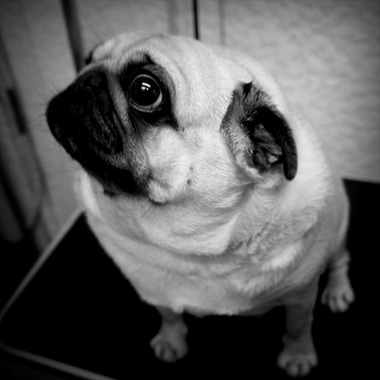 Efu's photographyが撮影した「ペット」の写真