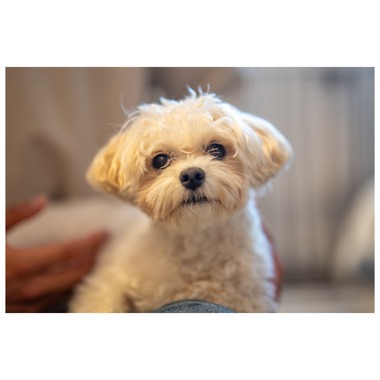 Tagano Photograph 合同会社が撮影した「ペット撮影」の写真