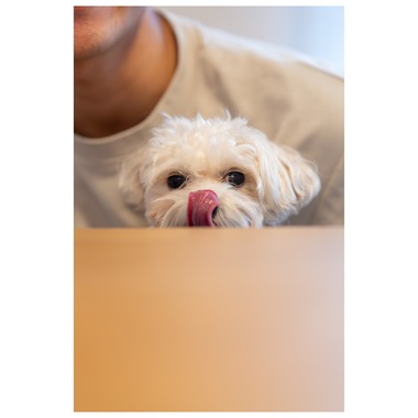 Tagano Photograph 合同会社が撮影した「ペット撮影」の写真