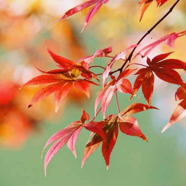 舞が撮影した「自然」の写真