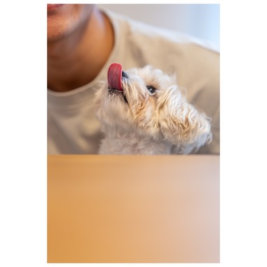 Tagano Photograph 合同会社が撮影した「ペット撮影」の写真