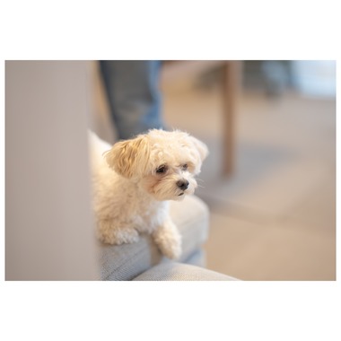 Tagano Photograph 合同会社が撮影した「ペット撮影」の写真