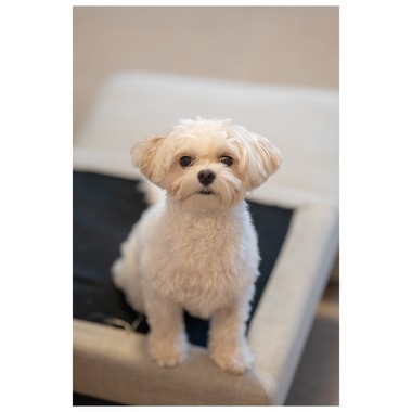 Tagano Photograph 合同会社が撮影した「ペット撮影」の写真