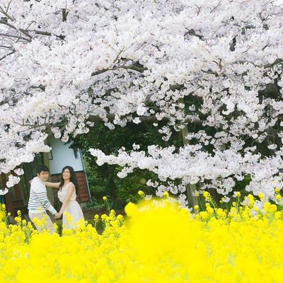 https://famarry.com/articles/Inspiration-For-Your-Cherry-Blossom-Photo-Shoot