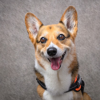 福田博之が撮影した「ペット撮影」の写真