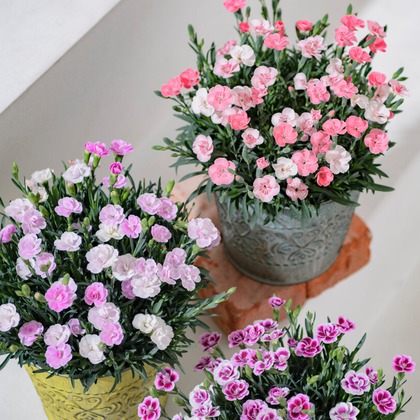 有限会社　澤田スタジオが撮影した「:albumName」の写真