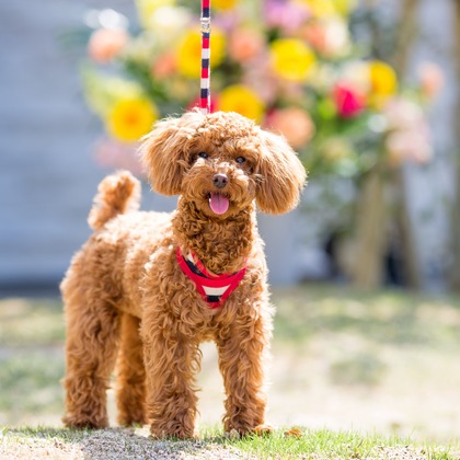 写楽堂が撮影したその他の写真