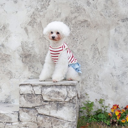 株式会社Photo Luckyが撮影した「ペット」の写真