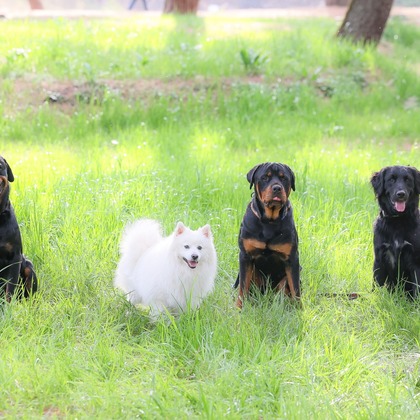 株式会社Neo-Smile 「locationbreeze」高橋 徹が出張撮影した「ペット」の家族写真