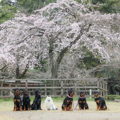 株式会社Neo-Smile 「locationbreeze」高橋 徹が出張撮影した「ペット」の家族写真