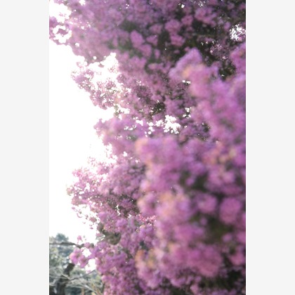 高田来未が撮影した「:albumName」の写真