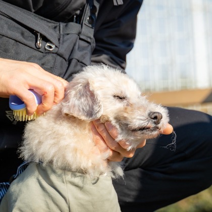 大森光太郎・K-PHOTOが出張撮影した犬の敏捷性, 犬の供給, 子鹿などが写った「ペット撮影」の家族写真