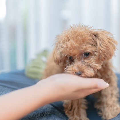 玉城　肇が出張撮影した家族写真(キッズ,ベビーフォト)などが写った「＃」の家族写真