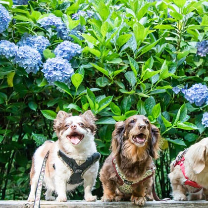 スマイルグローバルフォトが撮影したその他の写真