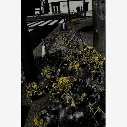 KotobukiPhotosが撮影した「:albumName」の写真