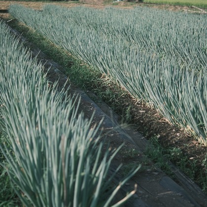 橋本　直樹が撮影した「:albumName」の写真