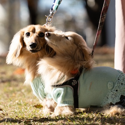 千葉が撮影した「ペット撮影」の写真