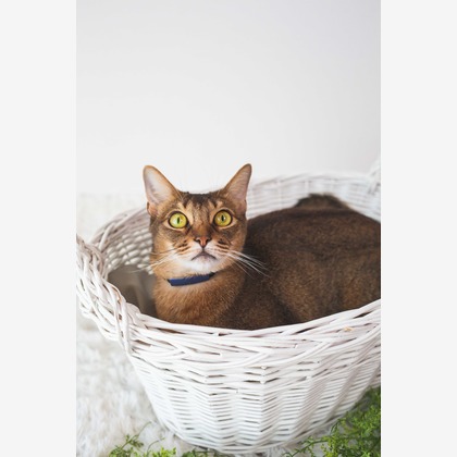 荒畑けいこが出張撮影した友情, 砂, 楽しげが写った家族写真(キッズ,ベビーフォト)の写真