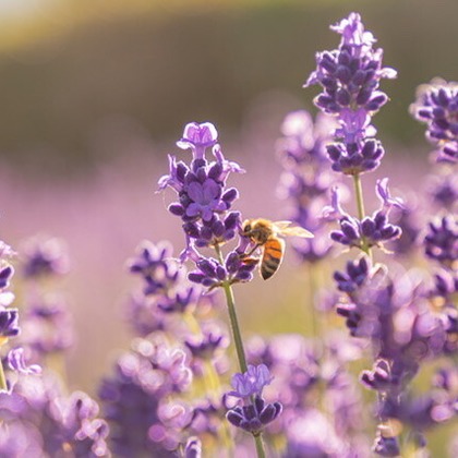 芳賀 翔大が撮影した「北海道」の写真