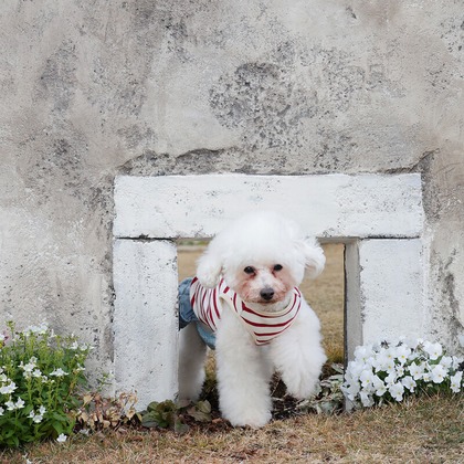 株式会社Photo Luckyが出張撮影した肉食動物, おもちゃの犬, 犬の服が写った家族写真(キッズ,ベビーフォト)の写真