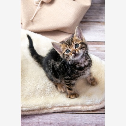 本郷直人が撮影した「:albumName」の写真