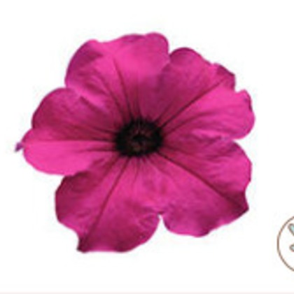 有限会社　澤田スタジオが撮影した「:albumName」の写真