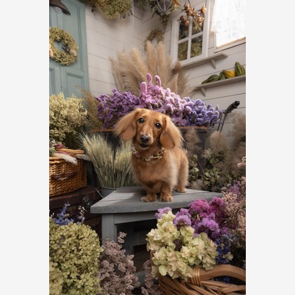 福田博之が撮影した「ペット撮影」の写真