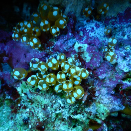 杉野優介が撮影した「:albumName」の写真