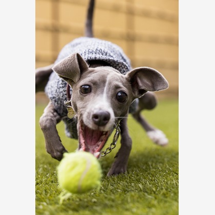 猫田晃広が撮影したその他の写真