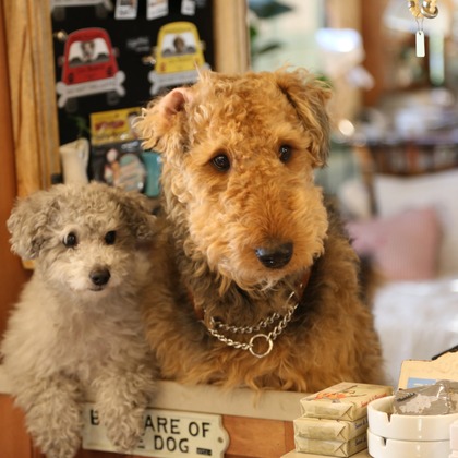 Photographer  Tomoが撮影したウェディングや家族、ビジネスの写真