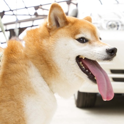 インスタントソイ合同会社　井上泰徳が撮影したウェディングや家族、ビジネスの写真