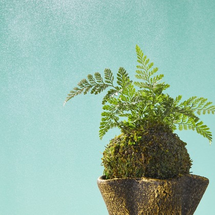 田中真光写真事務所が撮影した「:albumName」の写真