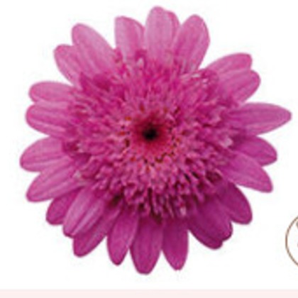 有限会社　澤田スタジオが撮影した「:albumName」の写真