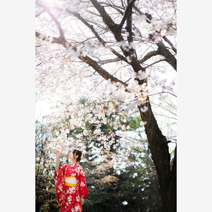 APKが出張撮影した柔道, Jujutsu, カンフーなどが写った「カジュアル着物で桜ロケーション撮影　2019年4月」の家族写真