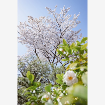 kiharu&photoが撮影した「:albumName」の写真