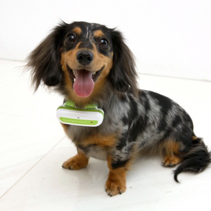 クマが撮影したウェディングや家族、ビジネスの写真