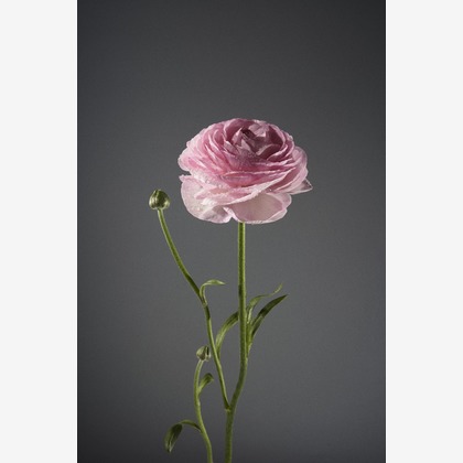 Nishizawa Yamatoが撮影した料理撮影/商品/物撮りの写真