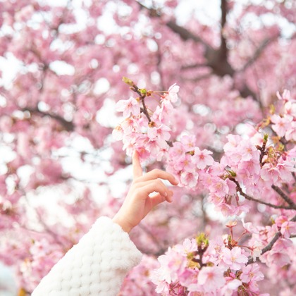 ゆのみふぉとが出張撮影した自然の中の人々, 手をつないで, 友情などが写った「桜とお写真」の家族写真