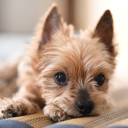 大熊和輝が撮影したウェディングや家族、ビジネスの写真